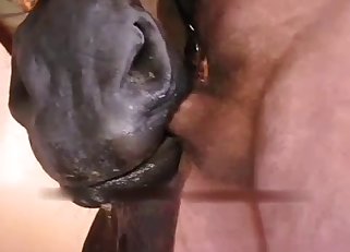 Horse chewing on his boner here