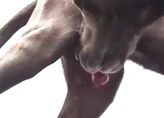 She loves giving a BJ to a hound