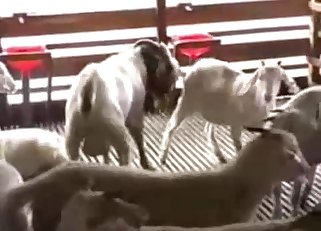 Men who stare at and fuck goats