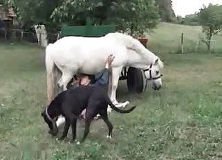 Beauty white doggy in amazing bestiality XXX