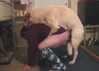 Bestiality sex with a dog that fucks on all fours