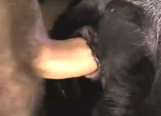 Guy picks up the pace and fucks a sexy beast