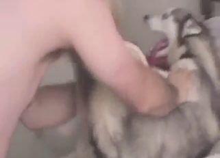 Guy is addicted to making Husky dogs pregnant