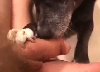 Dude's cock rests on his sole as the dog licks