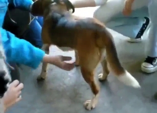 Animal pleasure session with a real nice HJ