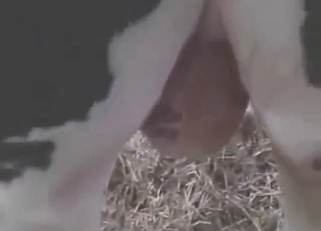 Bull enema close-ups with lots of real pleasure