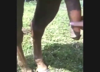 Passionate horse cock grabbing in POV, outside