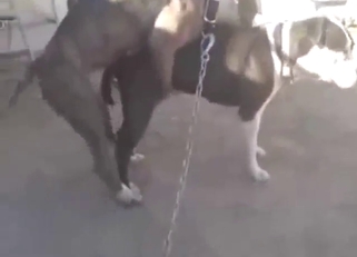 Who doesnтАЩt want to see Pitbulls fucking