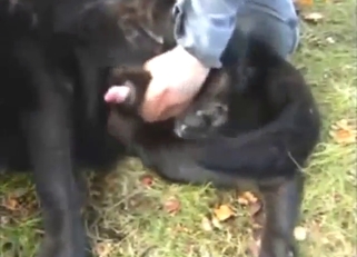 Semi-public handjob scene with a black dog