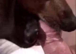 Horned-up guy gets to enjoy dick licking here
