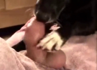 Horned-up guy gets to enjoy dick licking here