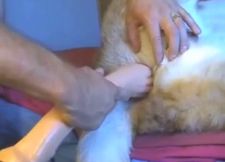 Wanton assfuck with a sexy animal CUMMING