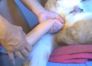 Wanton assfuck with a sexy animal CUMMING