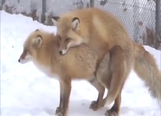 Invited stranger to fuck her tight fox hole