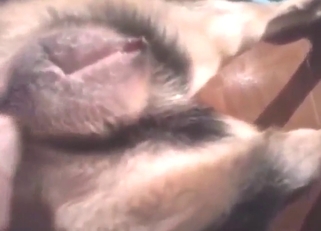 Wet and wild zoo XXX with a legit orgasm here