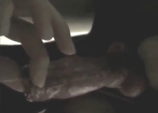 A fine-ass cock showcase in a jack off movie