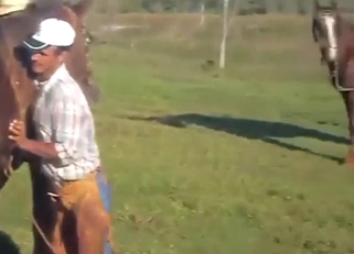 Donkey and mare mixing it up in a zoo video