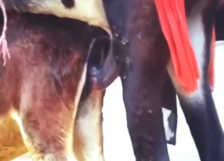 Donkey in a bestiality porn movie with thrusts