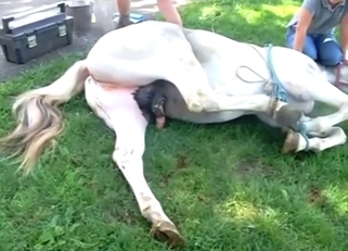 Horse shows what it can do later in zoo sex