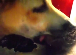 Dog BJ in a bestiality porn video with hot licking