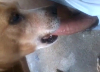Nice blowjob in a zoo XXX scene, it's all DOG BJ