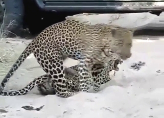 Cheetah zoo XXX with plenty of foreplay, sex