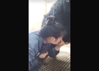 Horny zoophile from China blowing a pig here