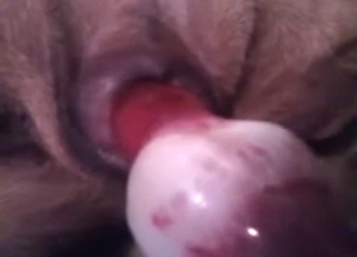 Who says zoo sex has to feature a real cock