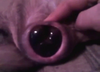 Who says zoo sex has to feature a real cock