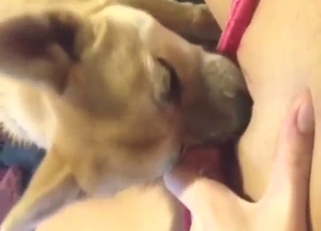 Lucky zoophile enjoys POV oral with a small dog