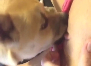 Lucky zoophile enjoys POV oral with a small dog