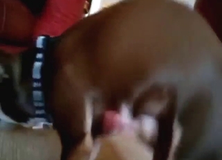 Adorable zoo sex scene with a dog jerking off