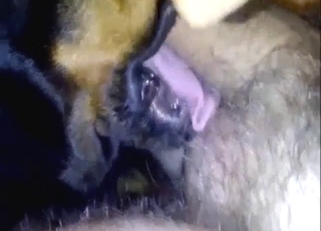 Muzzle in zoophile porn with a sexy furry beast