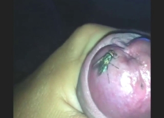 Nighttime zoophile tease with a sexy fly