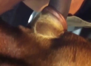 Close-up bestiality porn with lots of hard sex