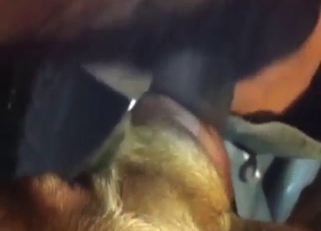Close-up bestiality porn with lots of hard sex
