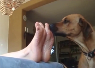 Sexy zoophile getting licked by a horny dog