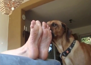 Sexy zoophile getting licked by a horny dog