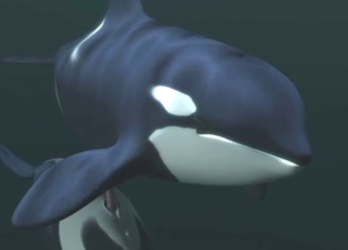 Orca porn movie with a sexy beast in gay XXX