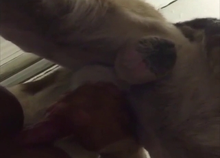 Back to enjoy hardcore dog fuckery up close