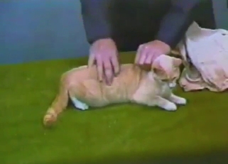 Amazing kitty showcase scene with a hot vag