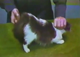 Amazing kitty showcase scene with a hot vag