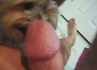 Yorkie wants to lick that nice human dong