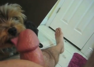 Yorkie wants to lick that nice human dong