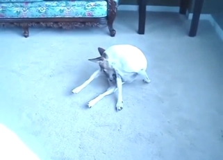 Dog uses its own mouth as a masturbation tool