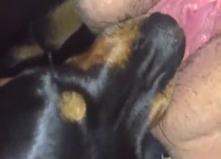 Big nice dog is going to worship that human vag