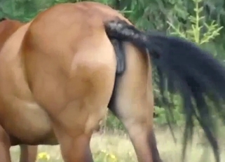 Mare pussy is being showcased while outside