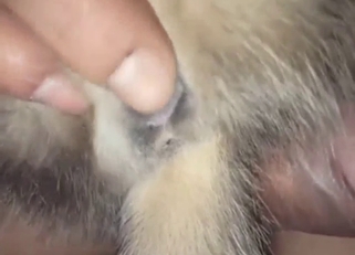 Kitty teased in a zoophile with fingering