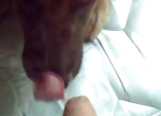 Dog licks my hard dick in close-up