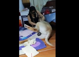 Beautiful disgusting bestiality dog porn